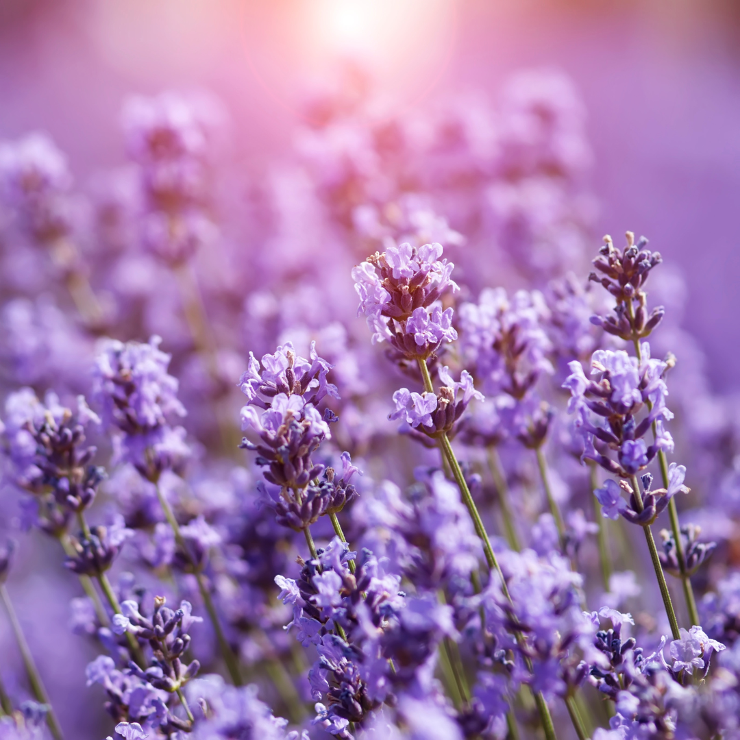 Lavender Hydrosol - 50ml
