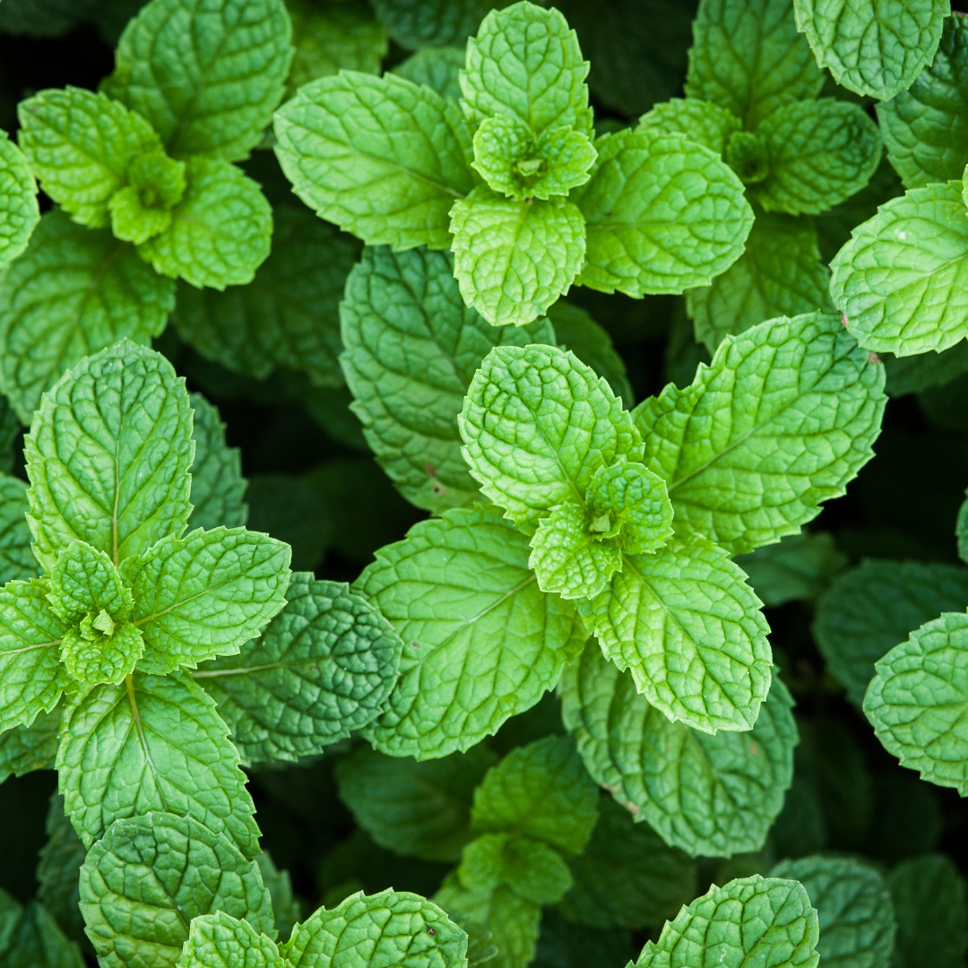 Peppermint Dried Leaves - Certified Organic - 50gm