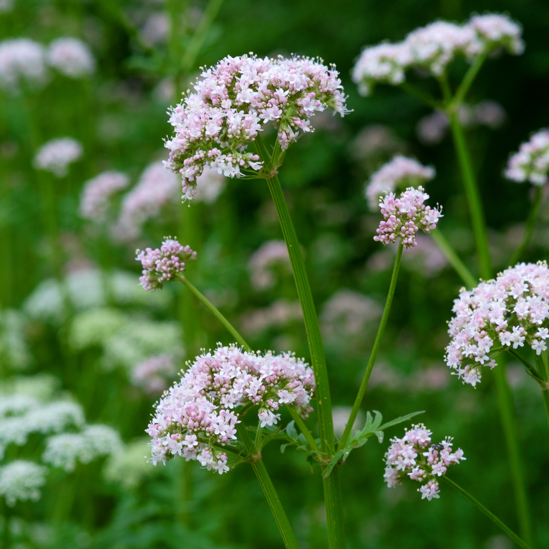 Valerian Root Essential Oil - 5ml