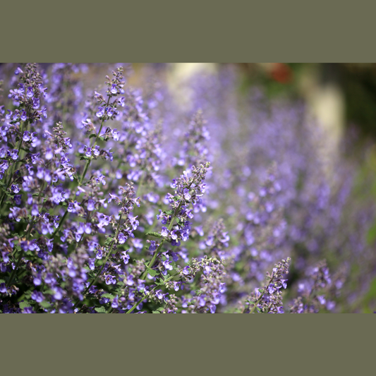 Catmint (Catnip) - 50gm