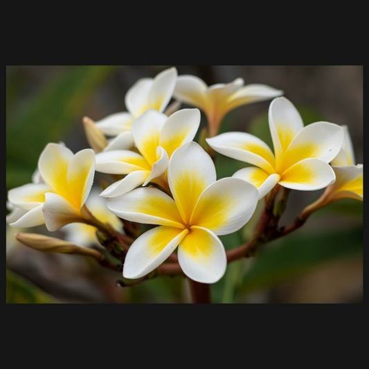Frangipani Attar - 5ml