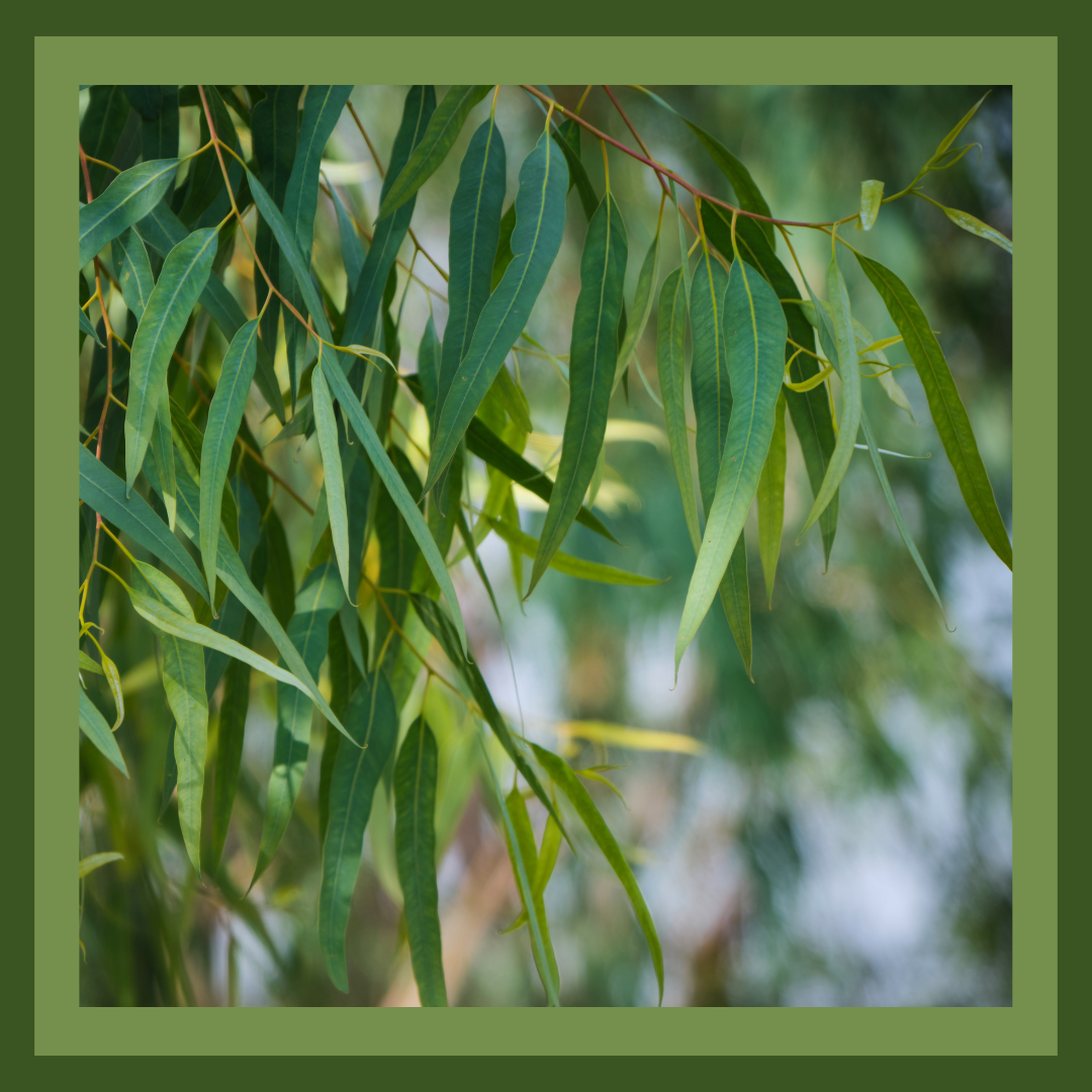 Eucalyptus Kochii Essential Oil - 10ml