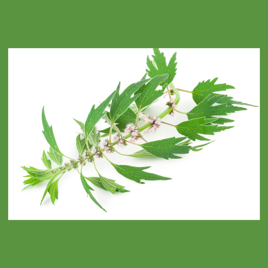 Motherwort - 50gm