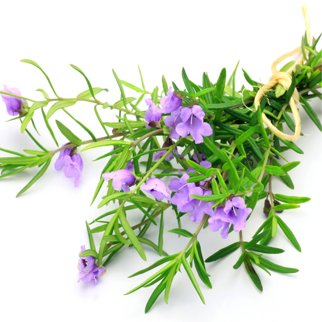 Bush Balm Mint - Essential Oil - 10ml - Harriet Herbery