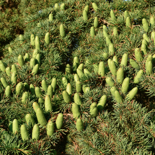 Cedarwood Himalayan Essential Oil - 10ml