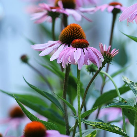 Echinacea Whole Plant - Certified Organic - 50g