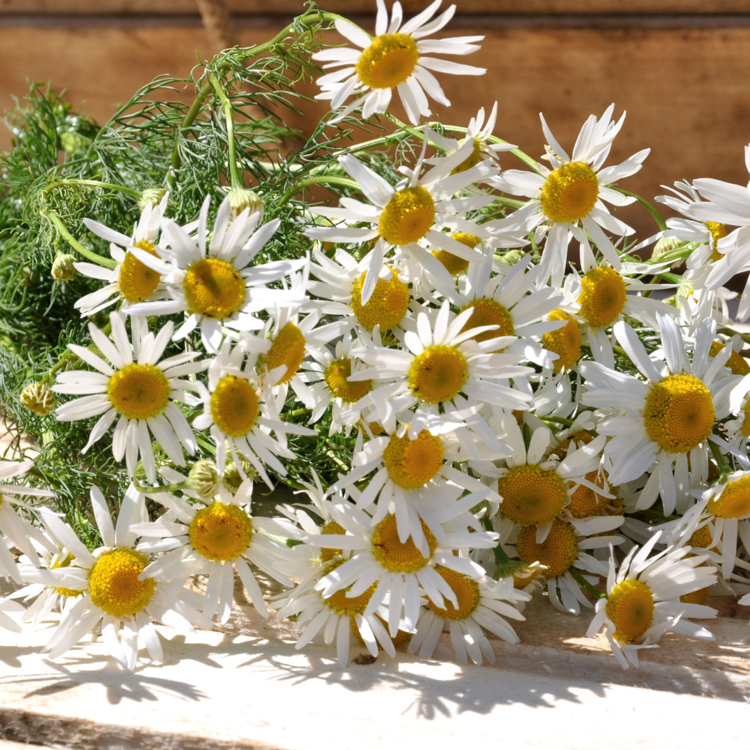 Chamomile German - Hydrosol - 50ml