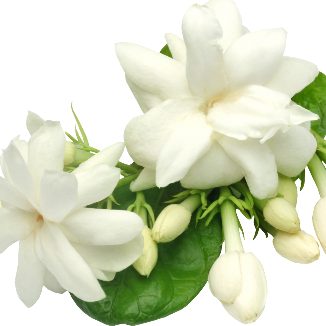 Jasmine grandi Absolute 3%  in Jojoba -10ml
