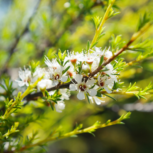 Kunzea 10ml - Harriet Herbery