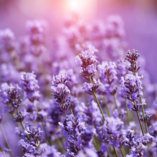 Lavender Hydrosol - 50ml