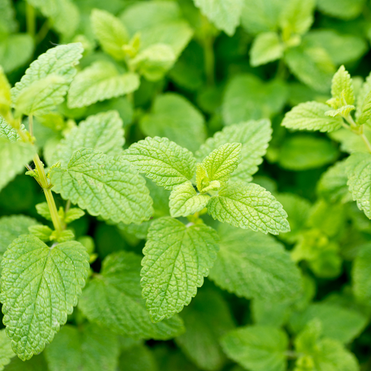 Lemon Balm - Certified Organic - 50gm
