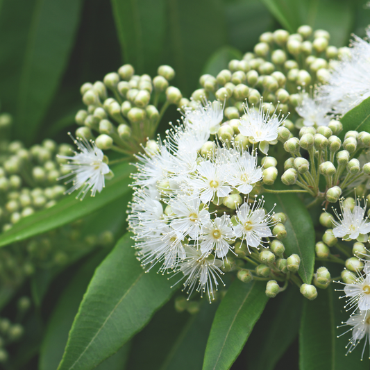 Lemon Myrtle - Certified Organic - 50gm