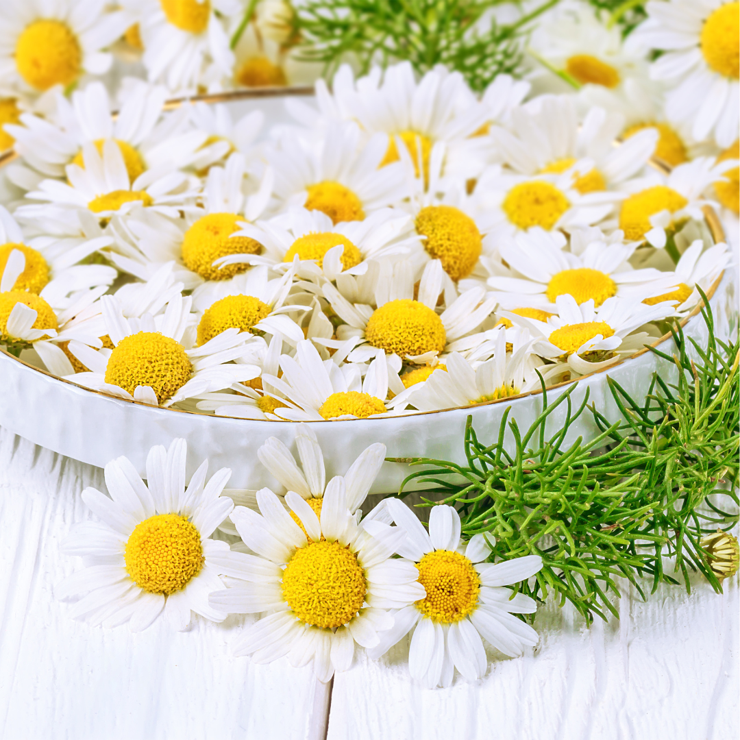 Chamomile Roman Hydrosol - 50ml