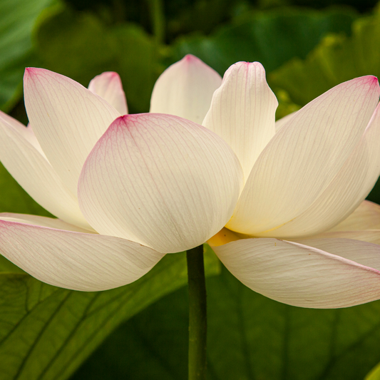 Sacred Lotus Petals Dried - 50gm