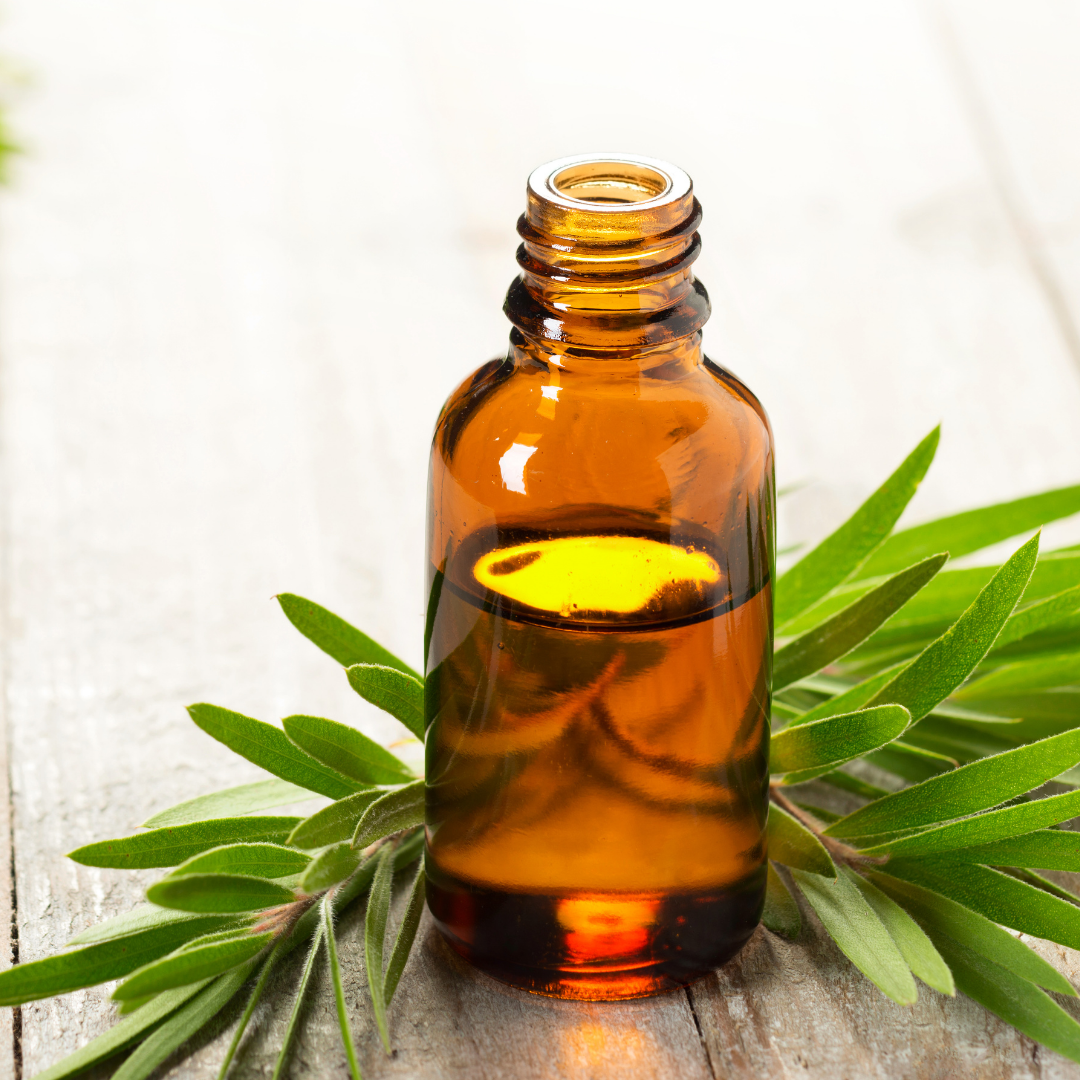 Tea Tree (Lemon Scented) - Essential Oil - Certified Organic - 10ml