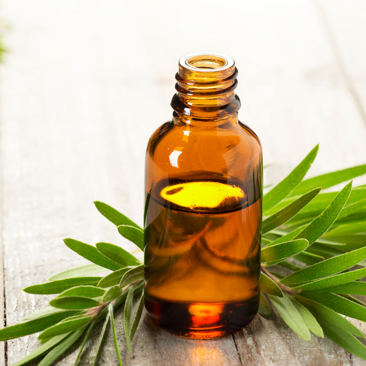 Tea Tree (Lemon Scented) - Essential Oil - Certified Organic - 10ml