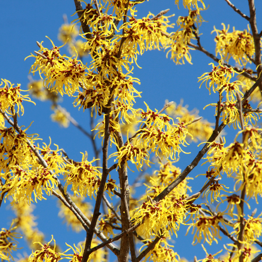 Witch Hazel Leaf - Certified Organic - 50gm